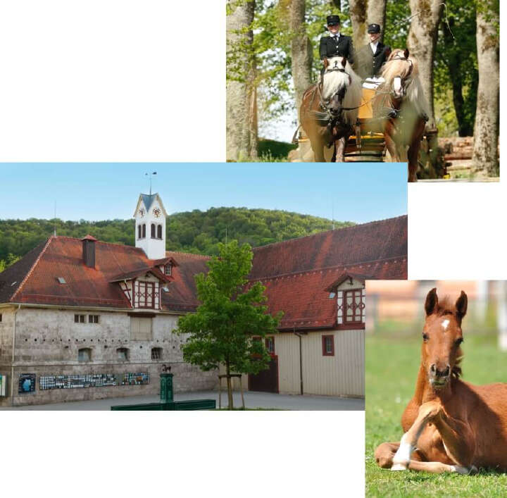 landgestuet marbach derby community teaserbild